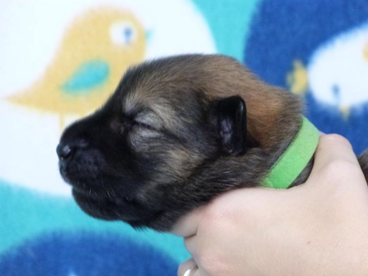 chinook puppy